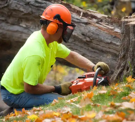 tree services Belhaven